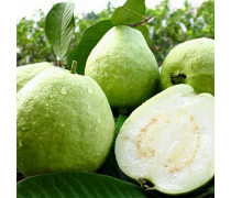 廣東特產水果企業黃頁 新鮮水果批發指南